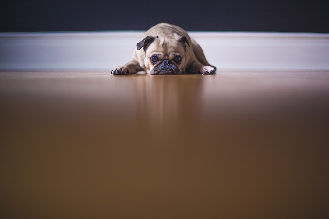 Photo Newfypoo: Dog breed