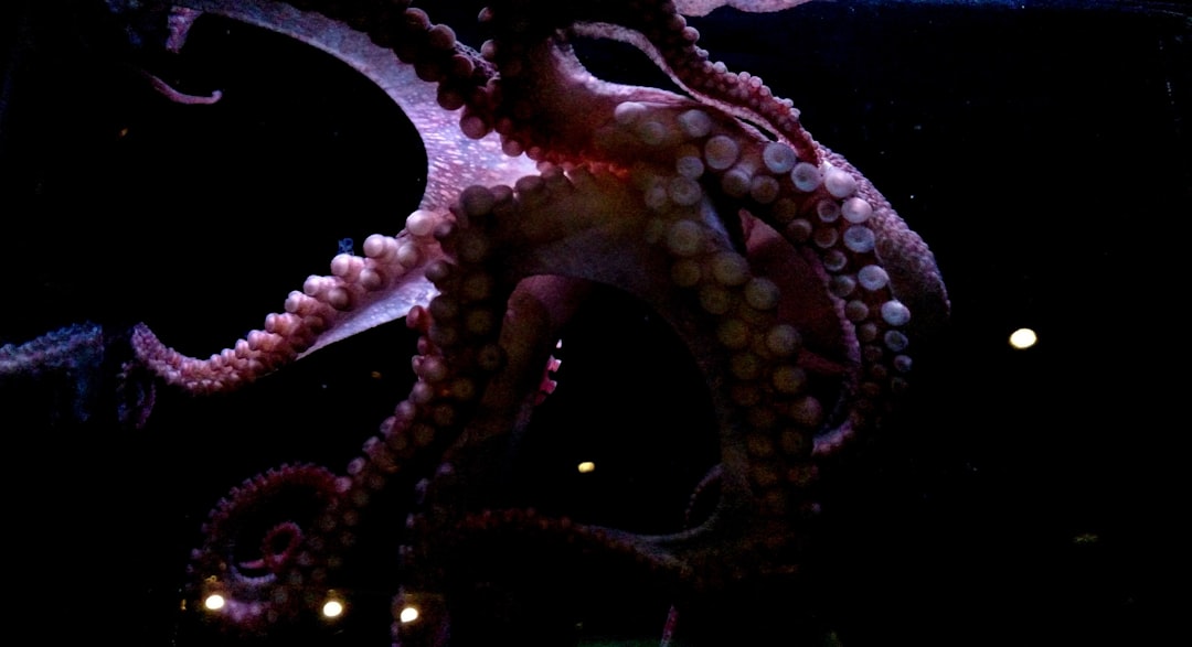 Photo ocean creature